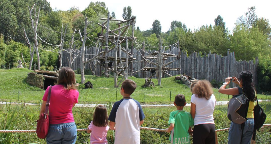 Searching for gorillas at Fauna Park