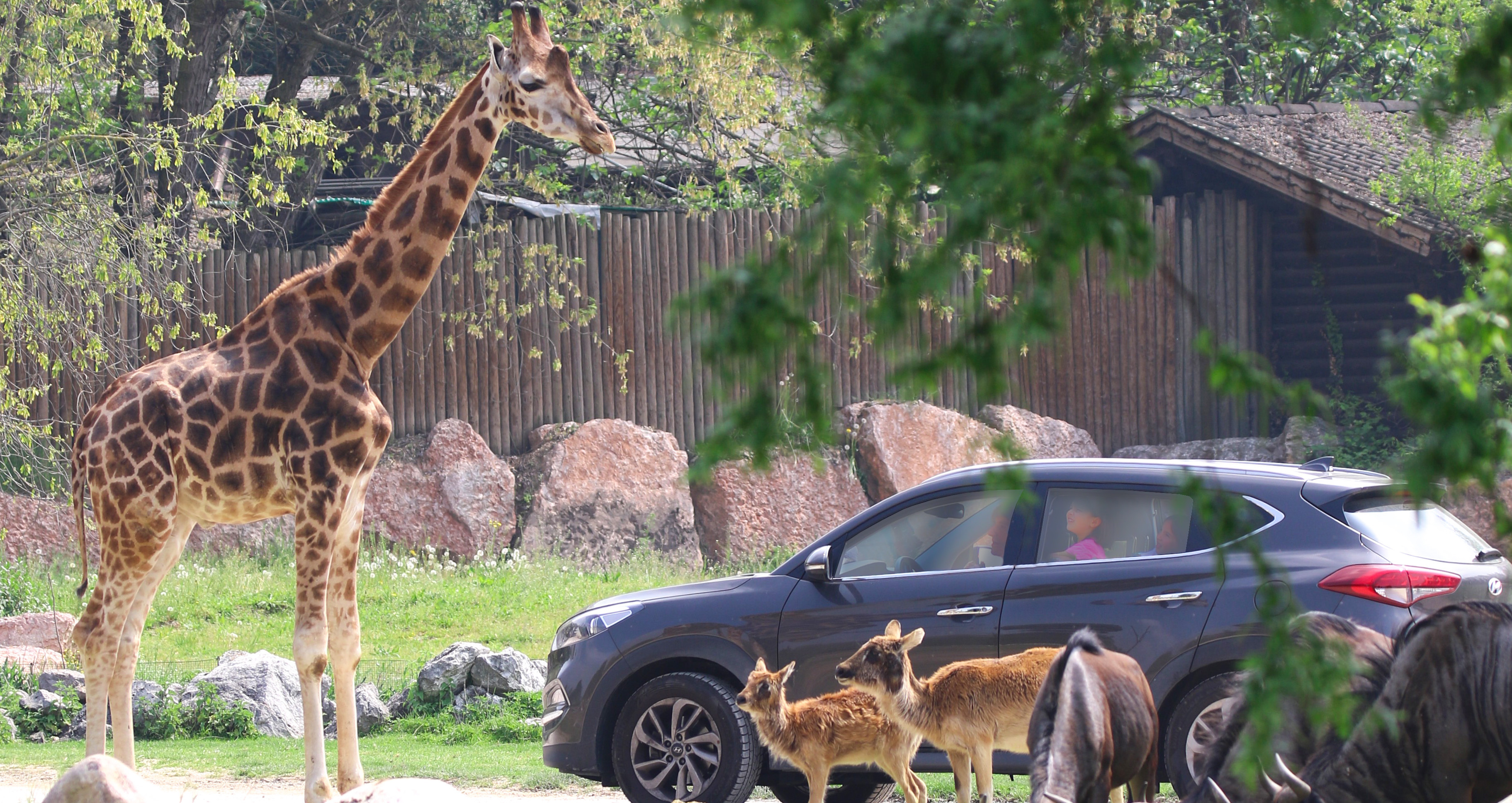 Safari-Abenteuer am Gardasee – Parco Natura Viva, das man unbedingt kennen sollte