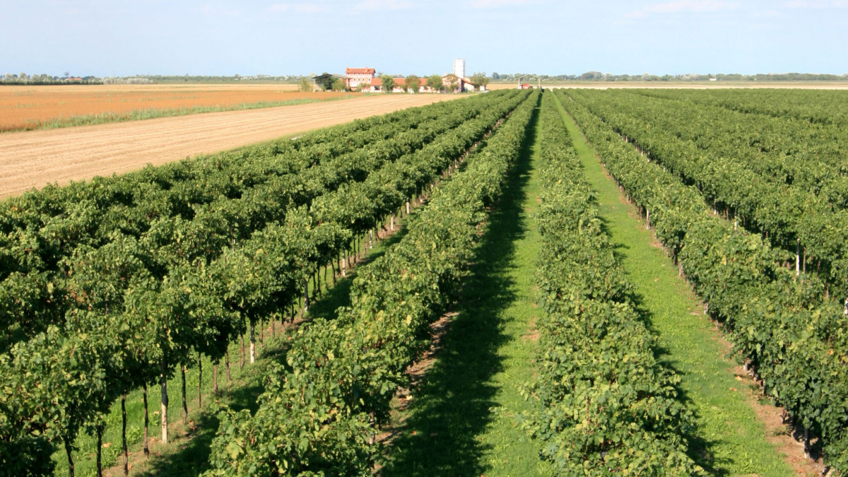 Scenic vineyard landscape at La Frassina winery in Caorle; professional grape cultivation for local Venetian wine production.