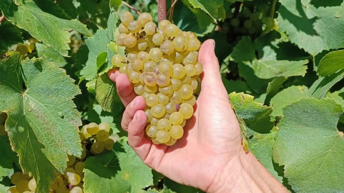 A hand holding a ripe cluster of white grapes still attached to the vine in a sunlit vineyard.