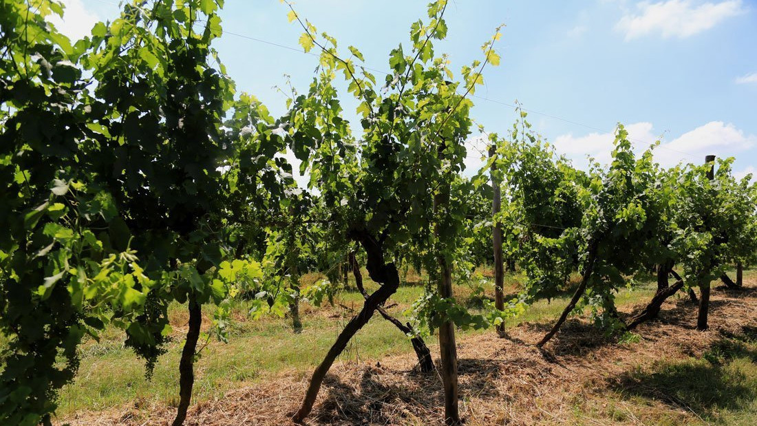 Lush green rows of ancient vines at Villa Bogdano estate under a clear blue sky, highlighting sustainable viticulture