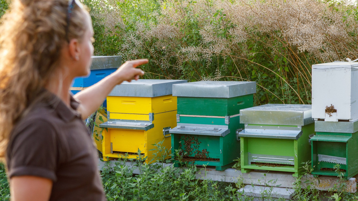 Guided Walk with Apiary Visit + Aperitif
