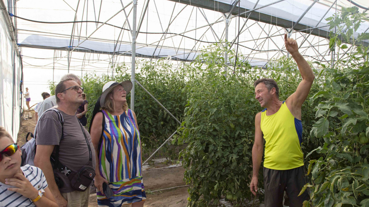A guided farm tour at Azienda Agricola Smerghetto showing visitors the sustainable greenhouse cultivation of organic tomato plants during a sunny day.