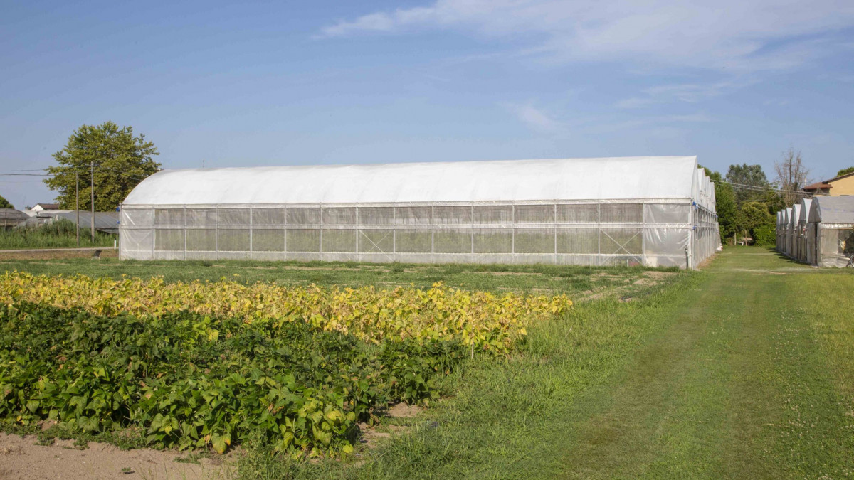 External view of professional large-scale vegetable greenhouses and open cultivated fields under a clear sky at Azienda Agricola Smerghetto.