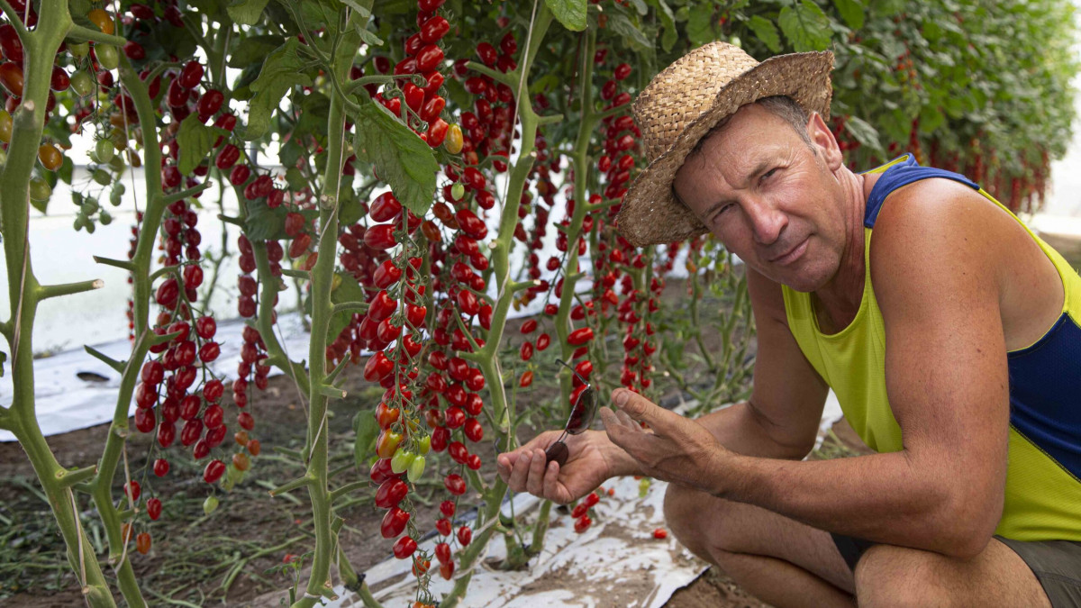 A passionate local farmer showing rows of ripe organic cherry tomatoes grown in a greenhouse at Azienda Agricola Smerghetto.