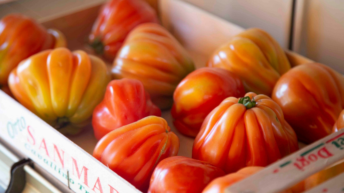 Freshly picked organic "Cuore di Bue" oxheart tomatoes in a wooden crate branded with local Saccagnana labels.
