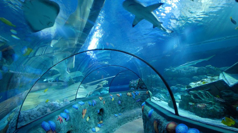 Underwater tunnel at Gardaland SEA LIFE Aquarium in Italy with sharks and rays swimming overhead in the blue ocean tank.