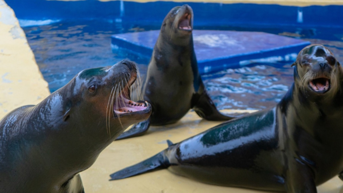 Three California sea lions with open mouths during a feeding session or show at Gardaland SEA LIFE Aquarium in Italy.