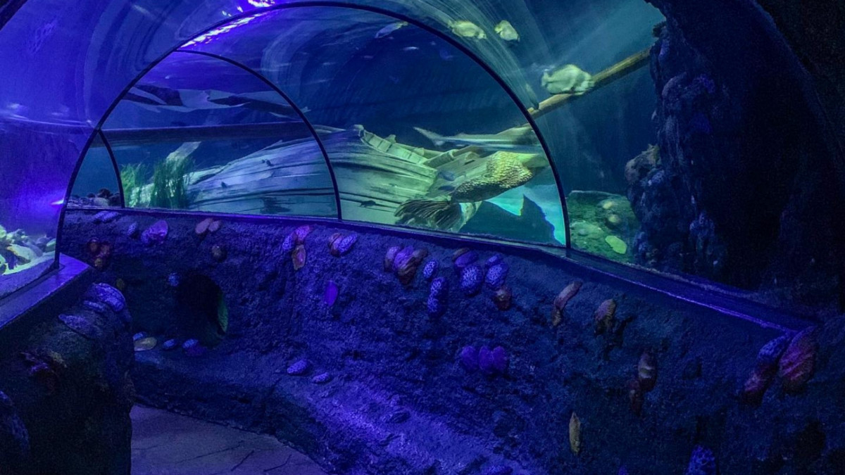Empty transparent underwater tunnel at Gardaland SEA LIFE Aquarium, offering a 360-degree view of sharks, fish, and a shipwreck in a deep blue ocean tank.