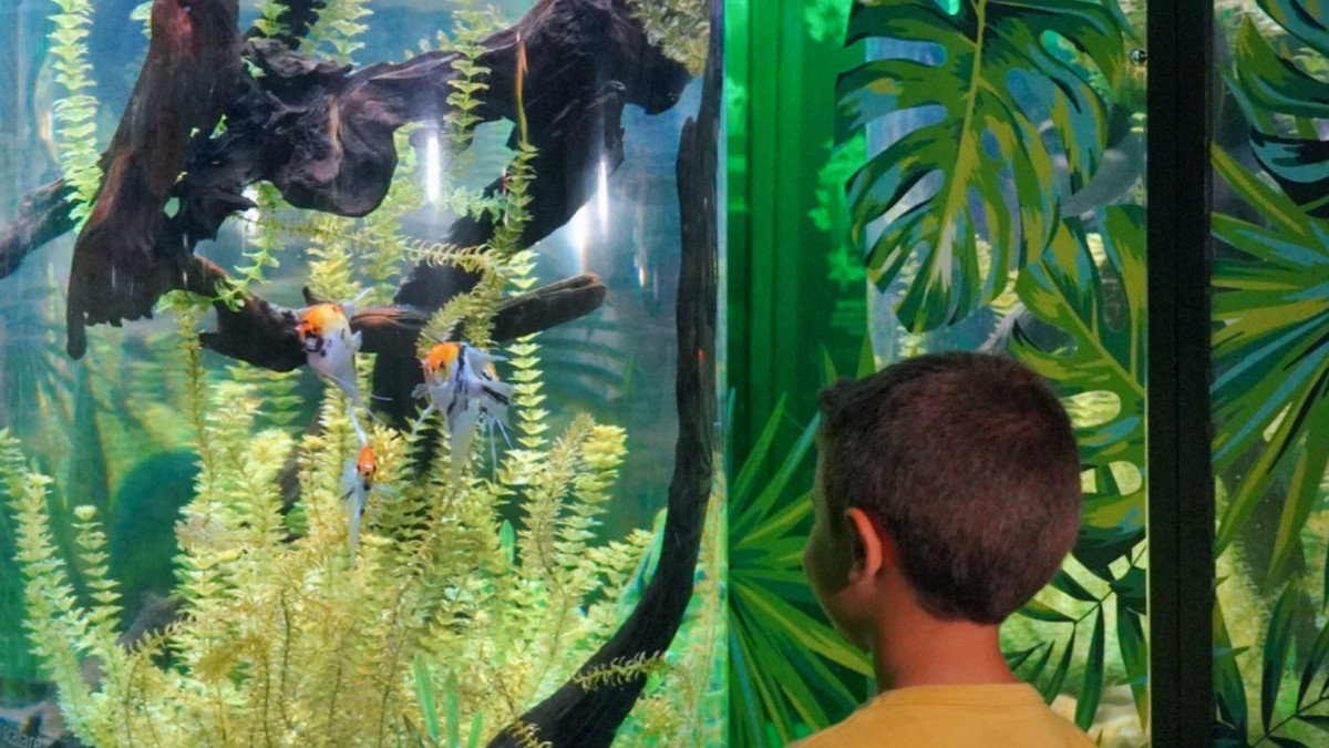 A young boy looking at tropical angelfish in a lush freshwater tank at Gardaland SEA LIFE Aquarium, Italy.