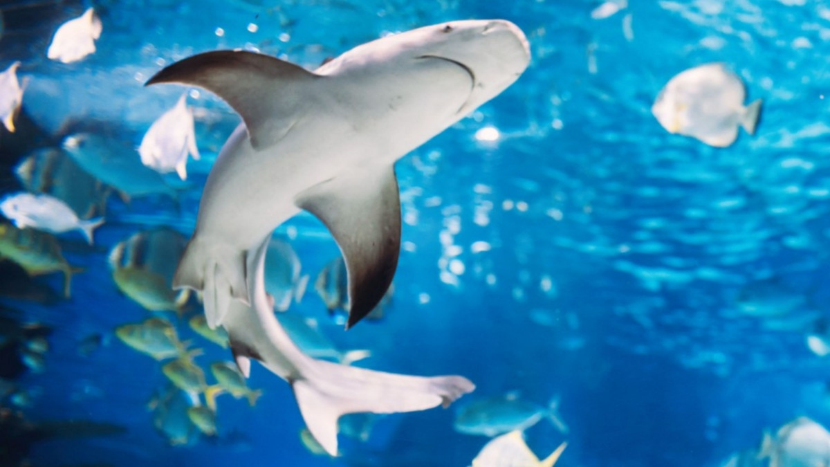 Close-up of a shark swimming in the blue water tank at Gardaland SEA LIFE Aquarium, Italy