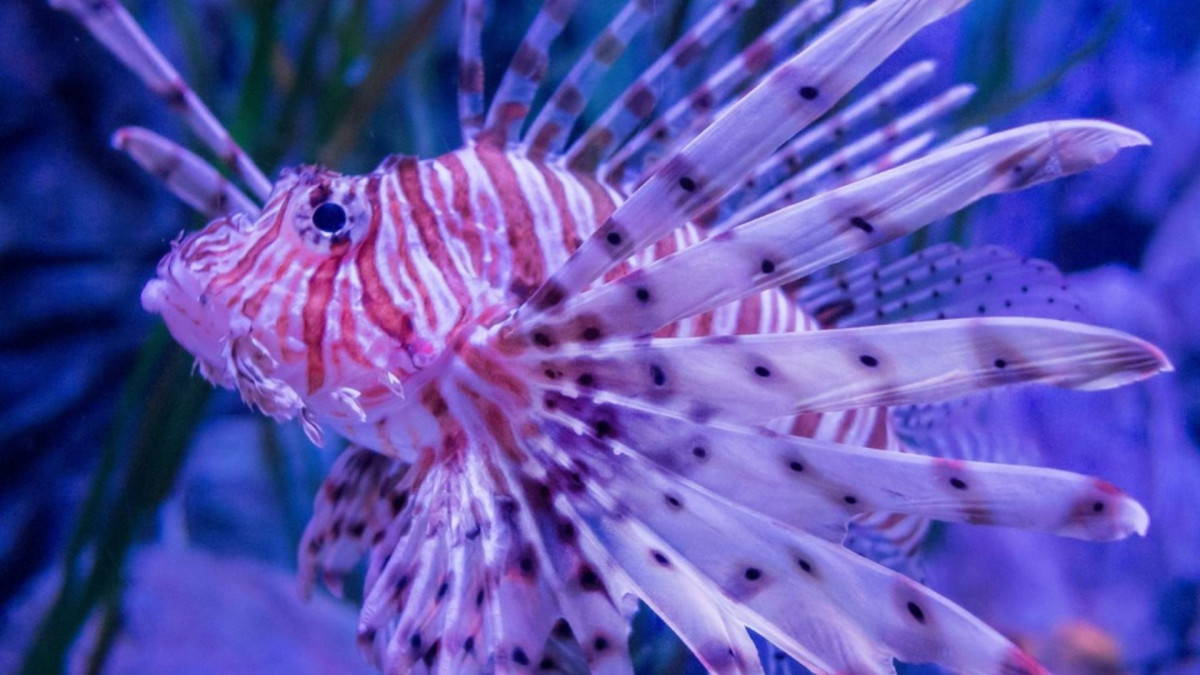 Close-up of a venomous red lionfish swimming among corals at Gardaland SEA LIFE Aquarium in Italy.