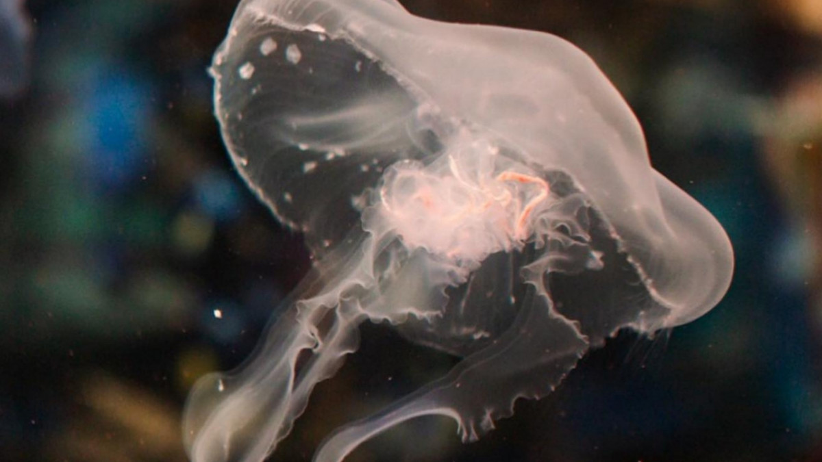 Translucent moon jellyfish swimming in a dark tank at Gardaland SEA LIFE Aquarium, Italy.
