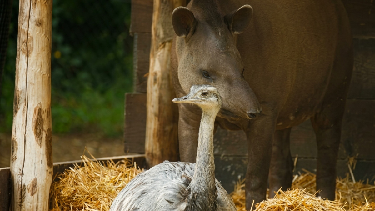 A South American tapir standing behind a grey rhea bird in a straw-filled zoo enclosure