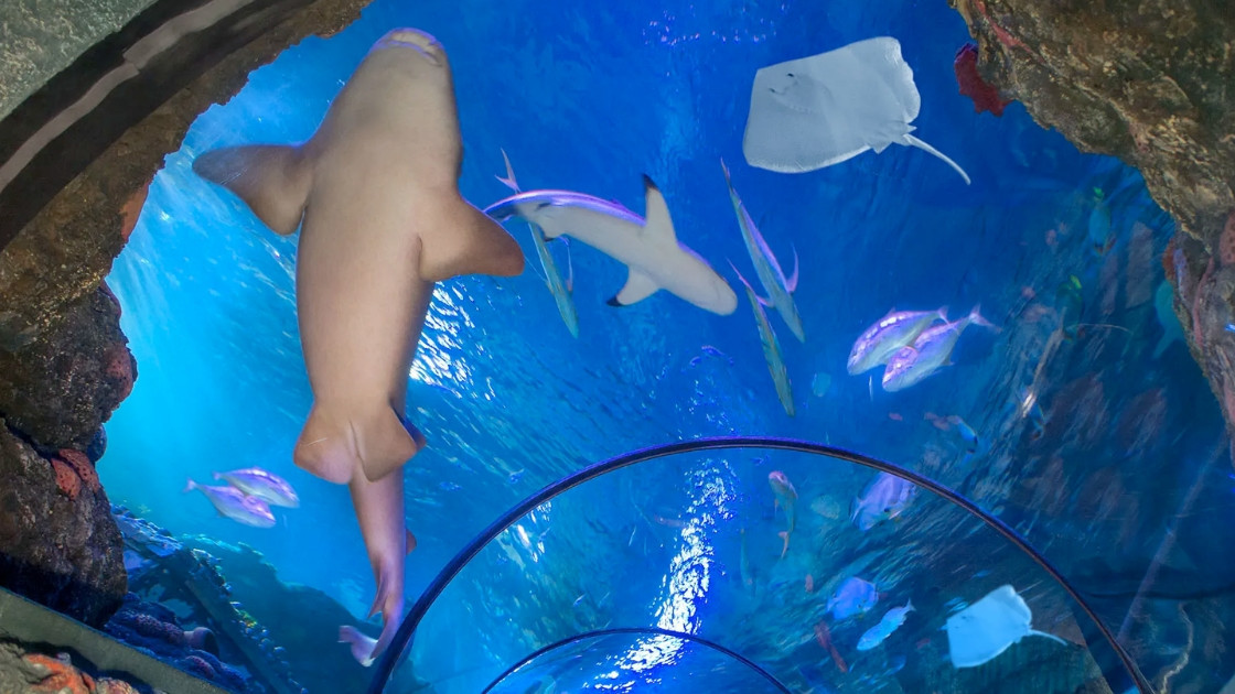 Sharks and rays swimming above the underwater glass tunnel at Gardaland SEA LIFE Aquarium