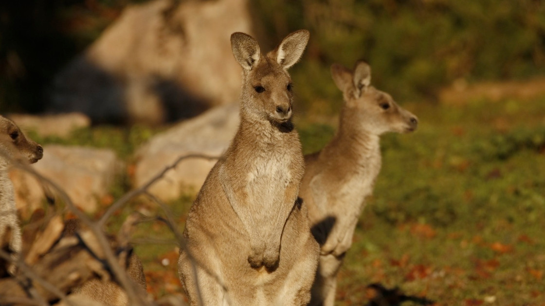 Grey kangaroos resting in the sun at Parco Natura Viva wildlife park