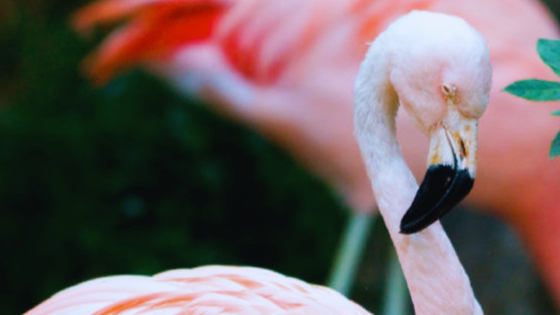 Close-up of a pink flamingo in its habitat at Parco Natura Viva.