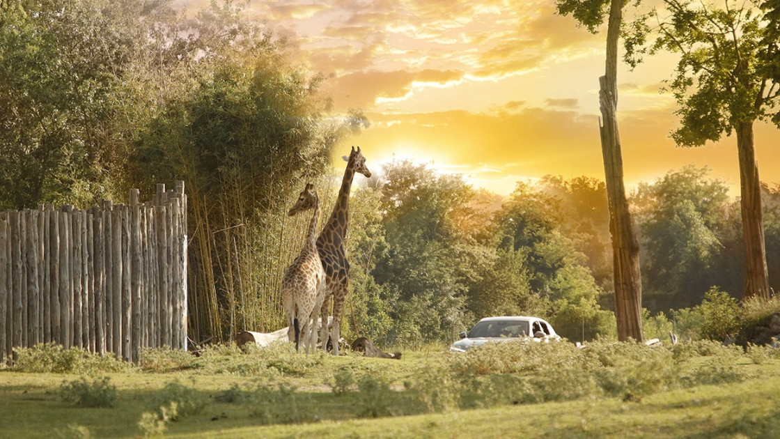 Safari park experience at Parco Natura Viva, Bussolengo: giraffes walking near visitors' cars.