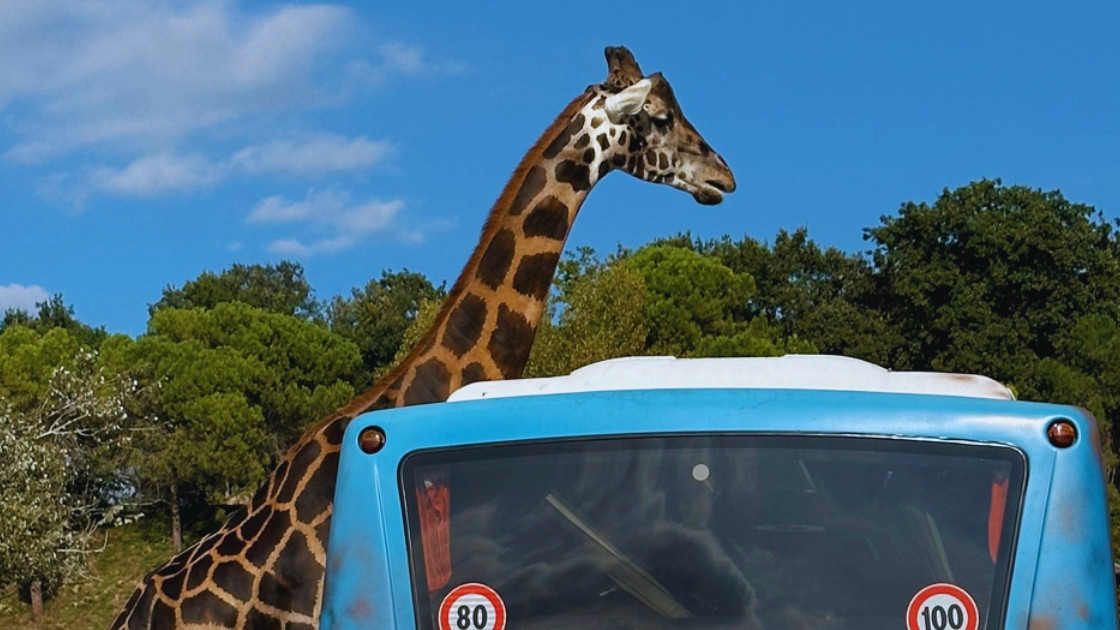 Giraffe encounter during the Safari tour at Parco Natura Viva, Bussolengo zoo.