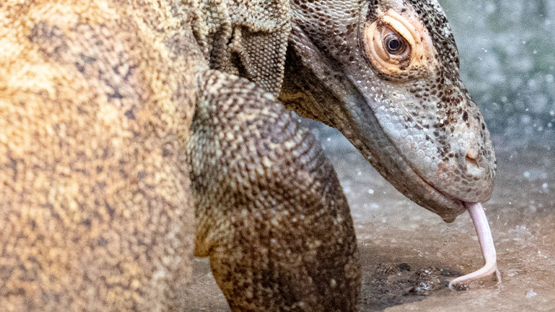 Detailed shot of a Komodo dragon's head and scales at Parco Natura Viva, Italy's leading zoological park.