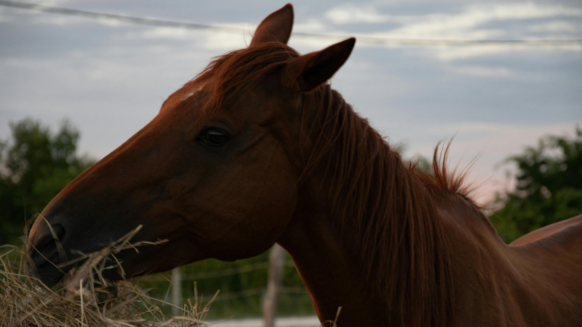 Close-up of a chestnut horse eating dry hay in a paddock at sunset.