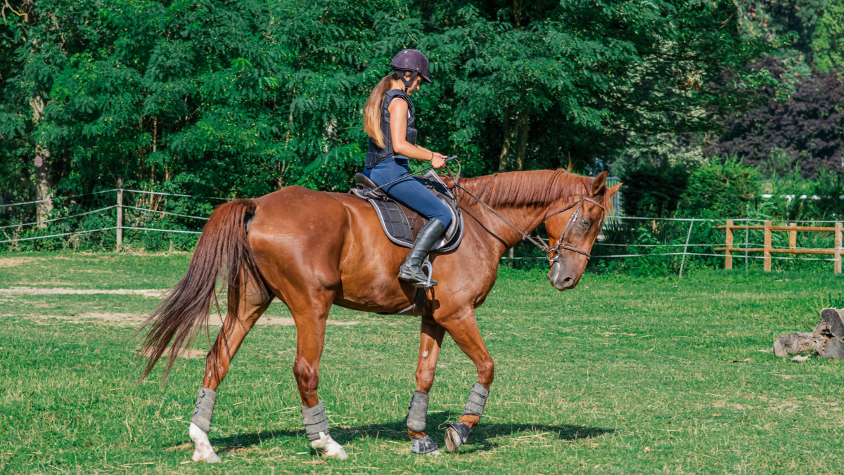 Young woman wearing a riding helmet and safety vest riding a chestnut horse in an outdoor paddock