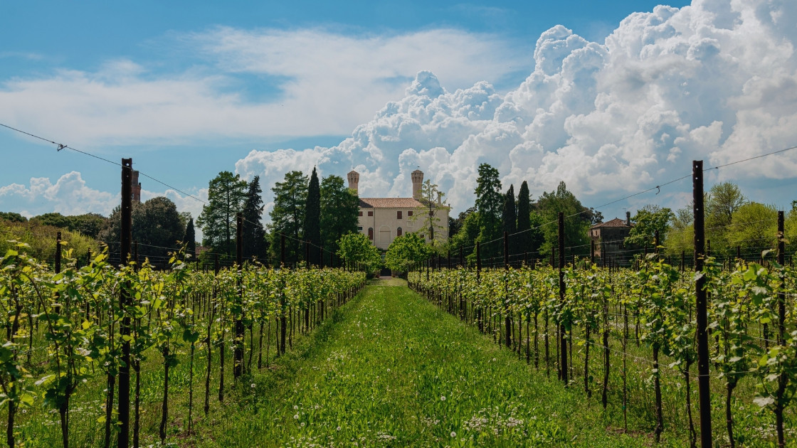 Lush green vineyards in spring with a view of the historic Castello di Roncade villa in the background under a dramatic cloudy sky.