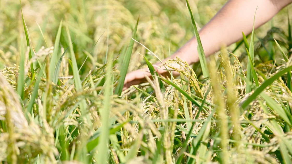 Close-up of a hand gently touching golden rice stalks at Azienda Agricola La Fagiana, symbolizing sustainable farming and high-quality Italian agriculture.