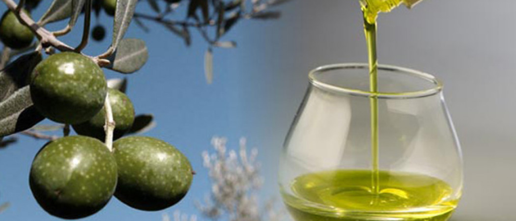 OLIVE OIL