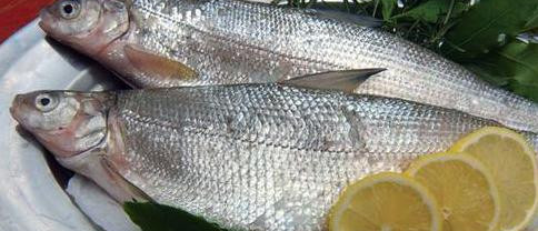 FRESH FISH